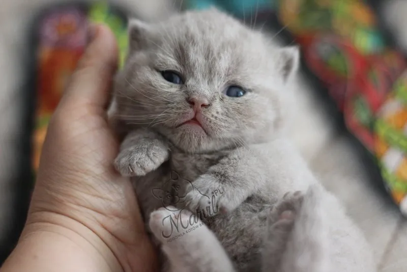 Miot „J1" 2021, zdjęcie 5