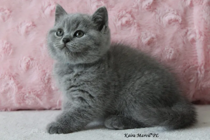 Kaira Marvil*PL