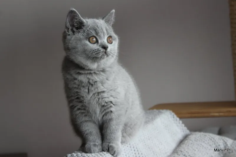 Miot „N" 2019, zdjęcie 5
