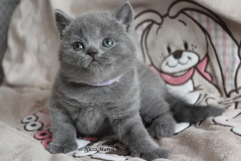 Miot „N" 2019, zdjęcie 8
