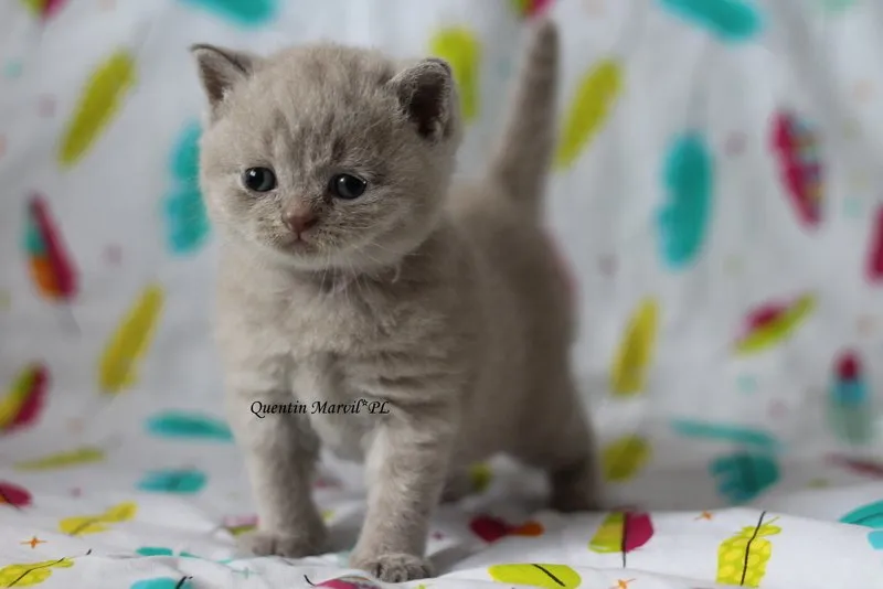 Miot „Q" 2019, zdjęcie 4