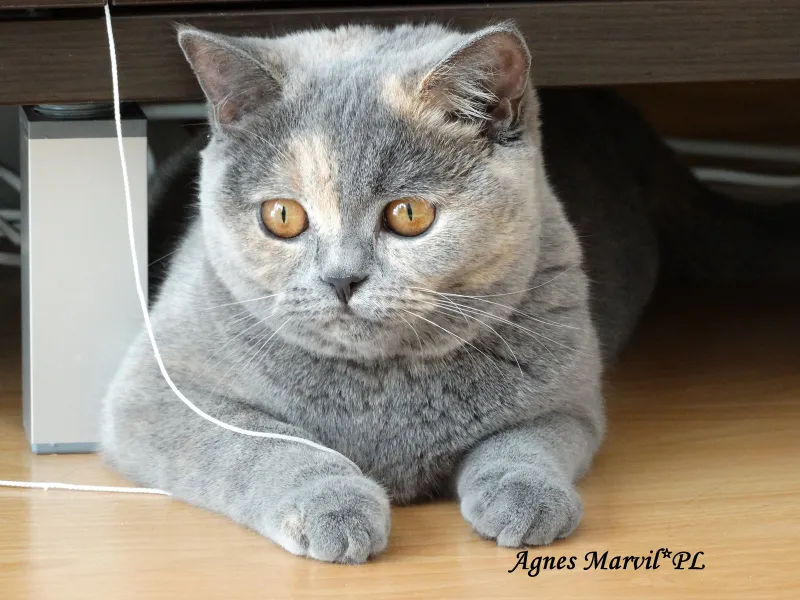 Agnes Marvil*PL